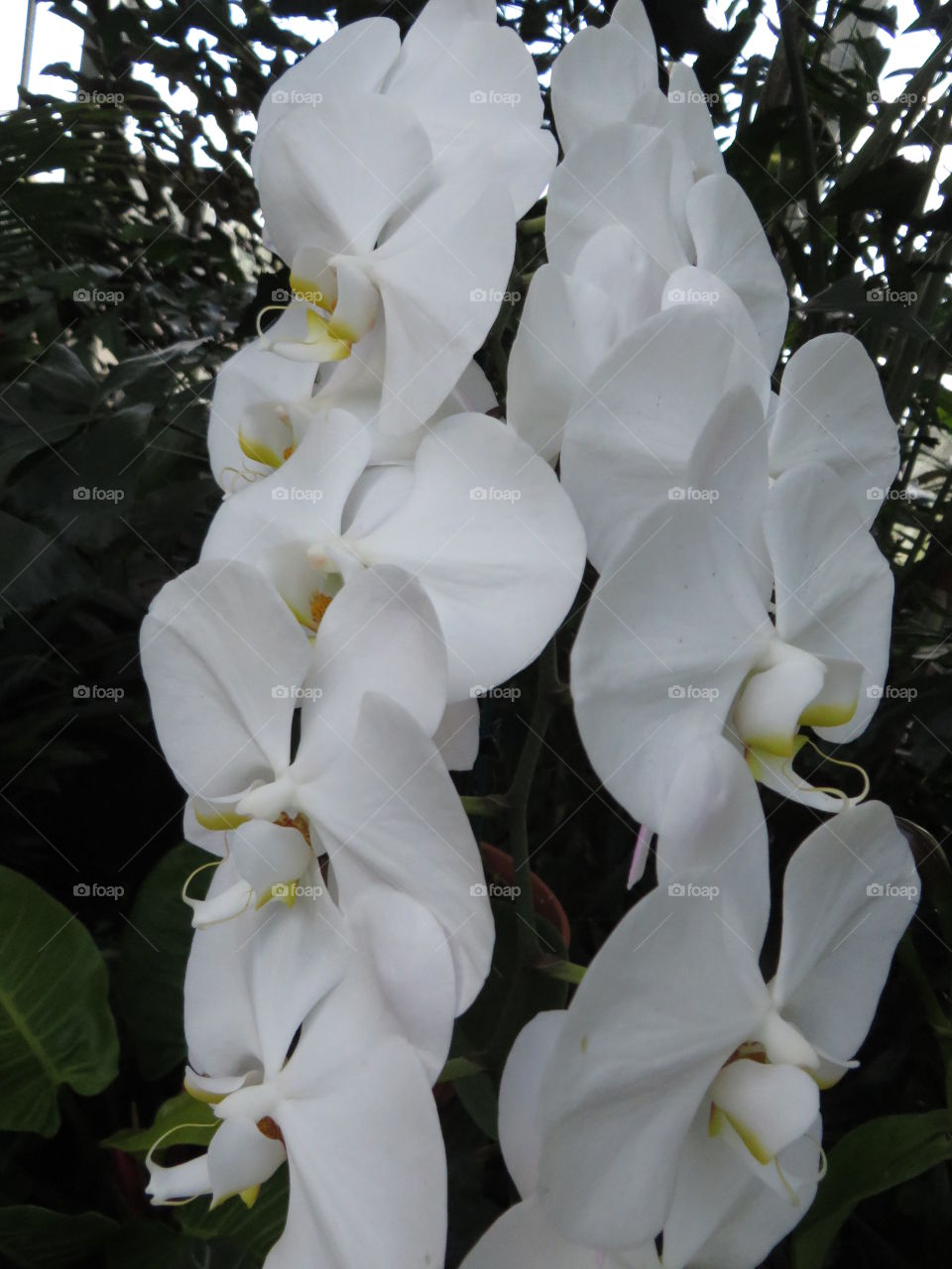 White flower