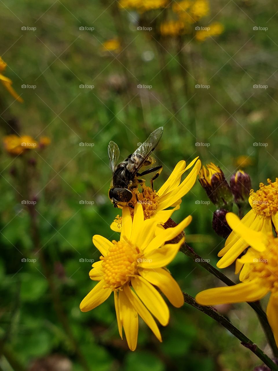 Springtime pollination