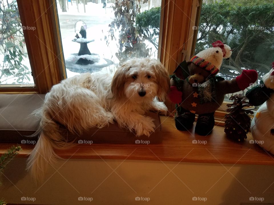 Dog in Window