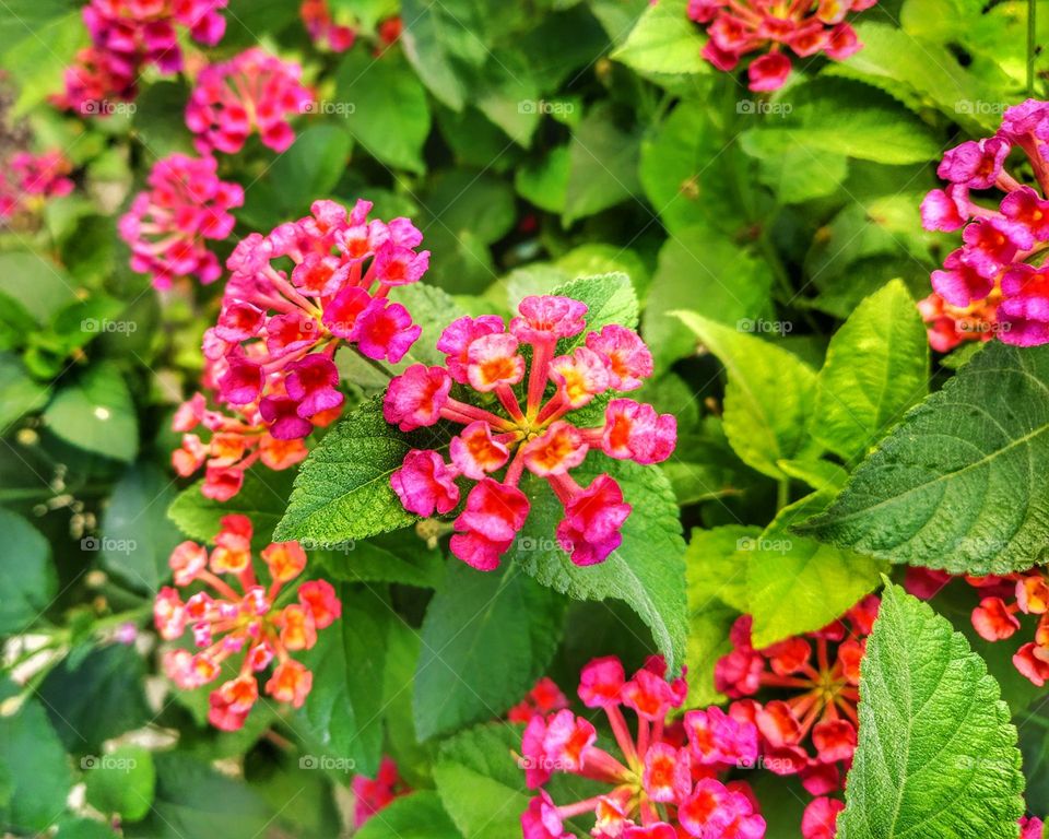 Beautiful Lantana flowers and green leaves