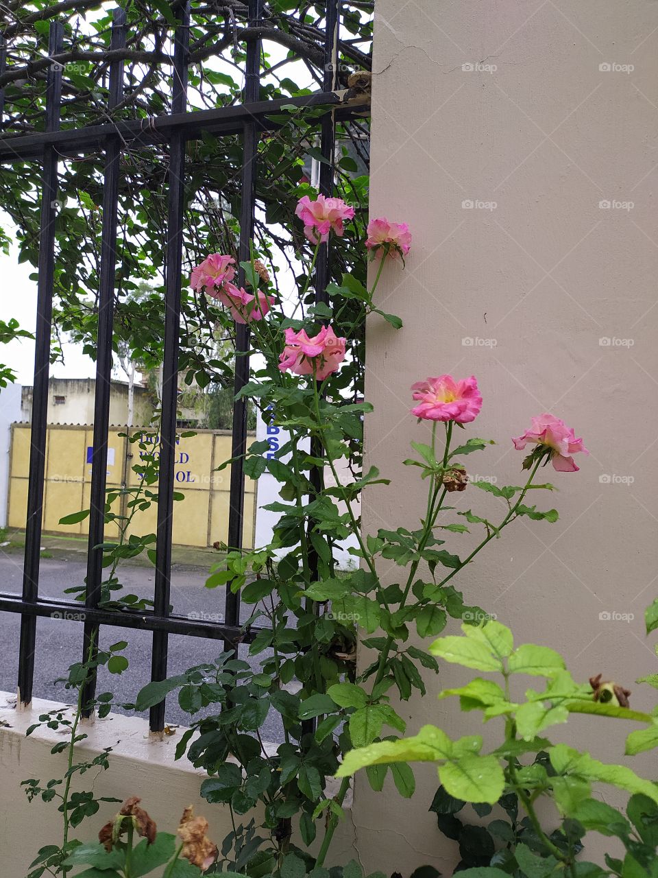 Flowers: eternal source of Joy