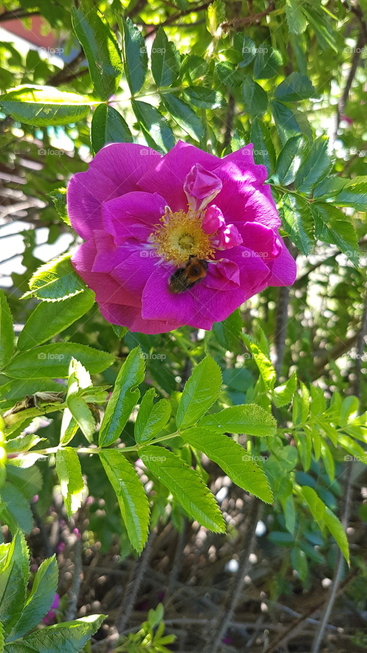 en humla på  en fin rosenbuske  sommar värme