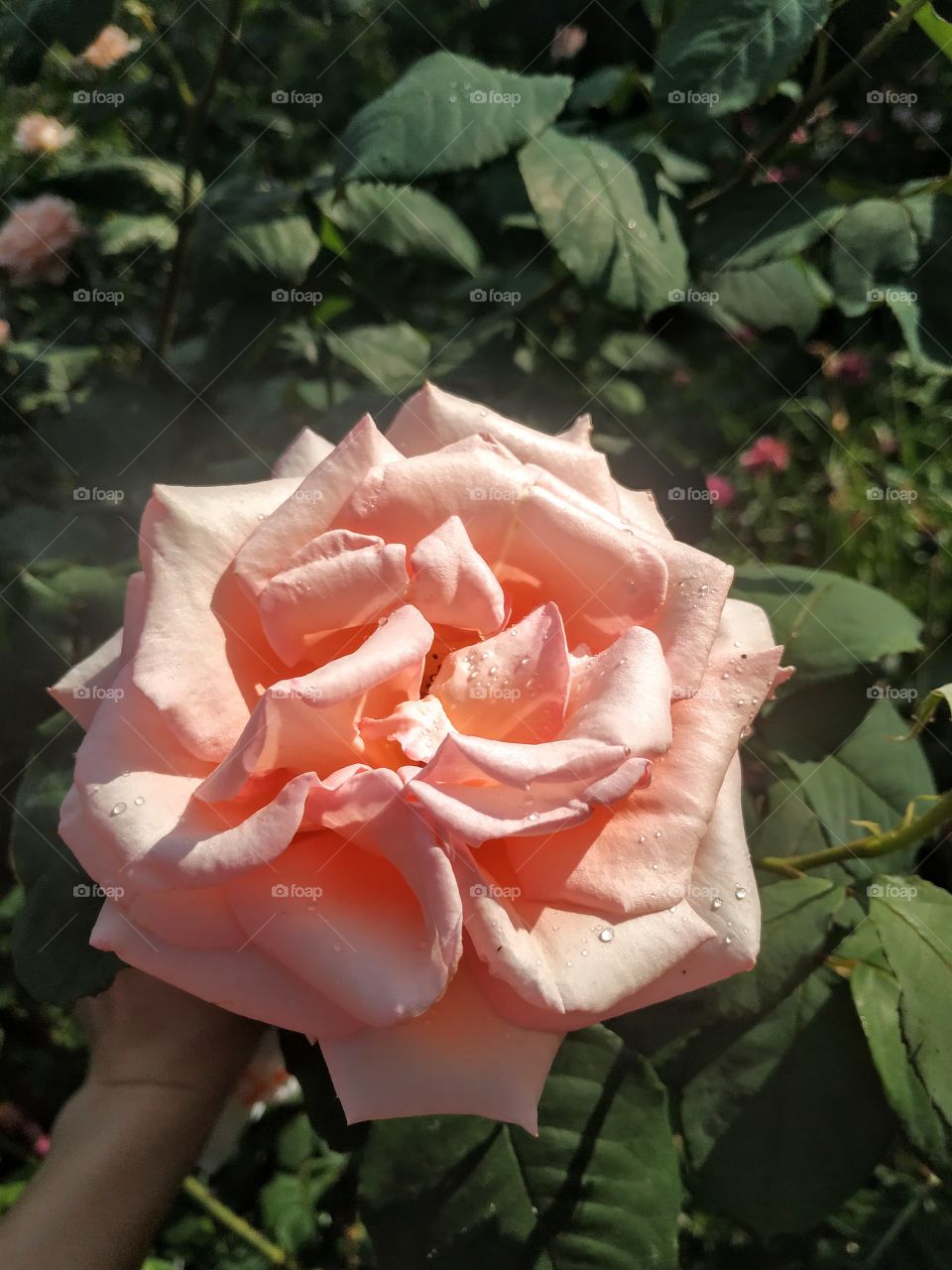 Huge peach rose