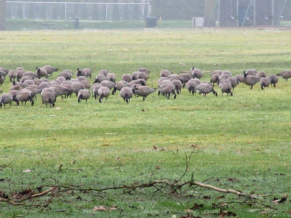 wild geese grazing