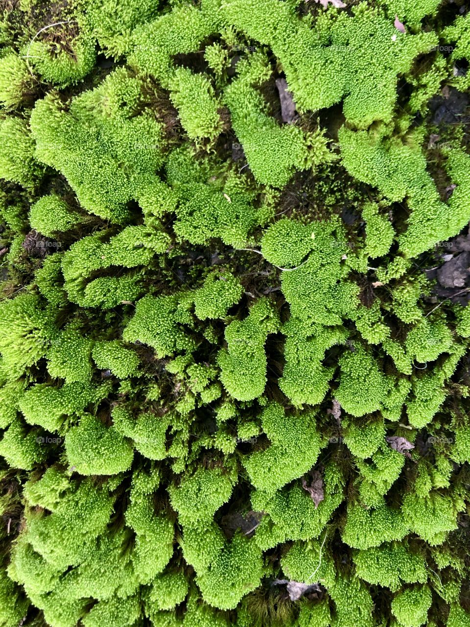 aerial view of green moss, close up, macro, green, life, non-vascular plants