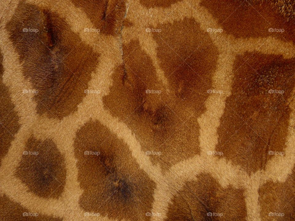 Giraffe patterns closeup