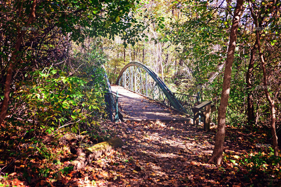 enchanted bridge