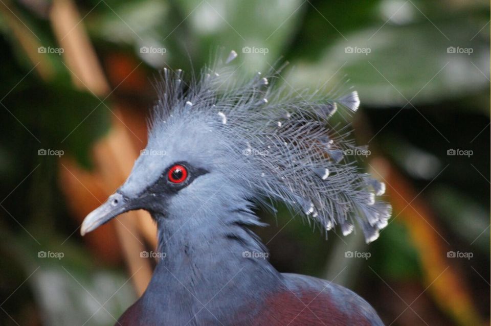 Blue bird with red eye