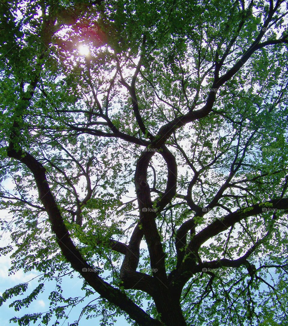 Tree. It is a tree that I was lying under it. The view was delightful.