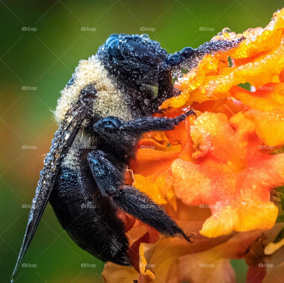A dew-laden carpenter bee patiently wait to try out. 
