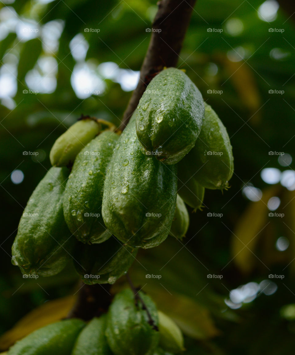 The bilimbi, also known as biribiri, bilimbim, bilimbino, biro-biro, piripiri, piri-piri, yellow caramboleira, cayenne lemon, currant, sorrel and Japanese lemon, is a tropical plant of the Oxalidaceae family.