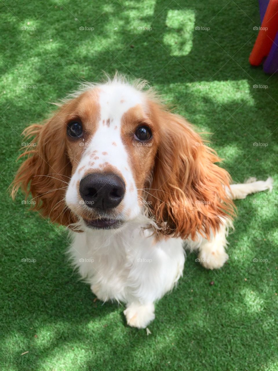 High angle view of dog