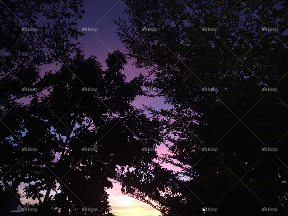 A view of colourful sky behind the tree during dusk.