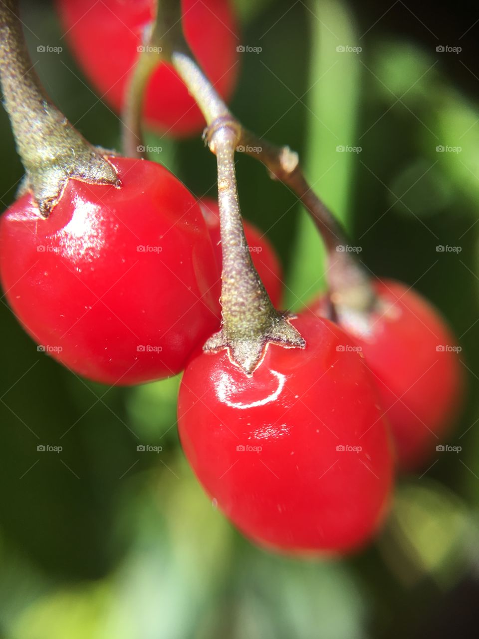 Small berries closeup