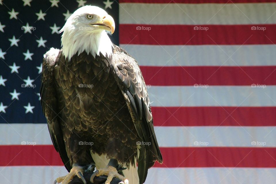 Bald Eagle perched in front of the Americans Flag