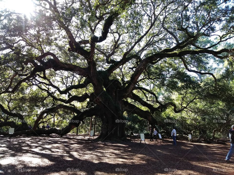 angel oak