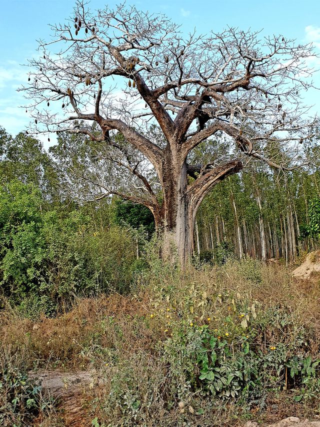 africa