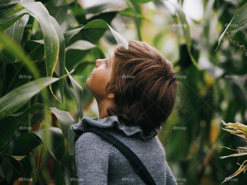 Portrait of cute little boy with dark hair wearing grey knitted sweater in cornfield in autumn day, portrait of child 