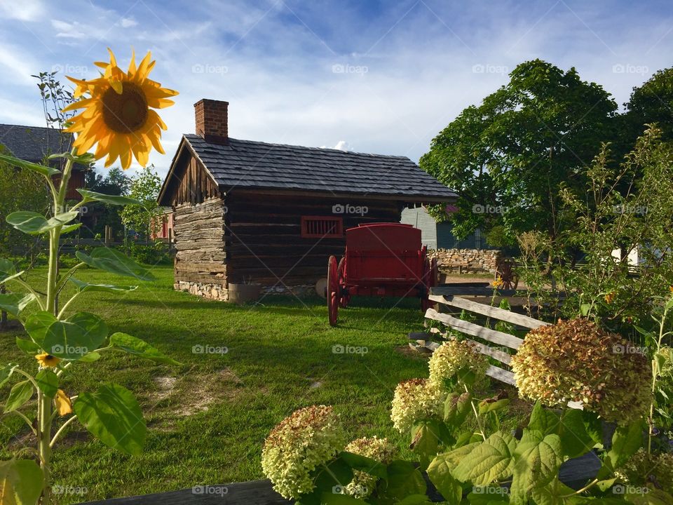Sunflower and barn