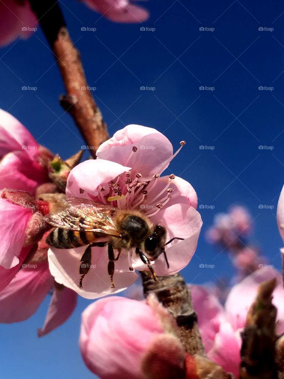 Bee in peach blossom