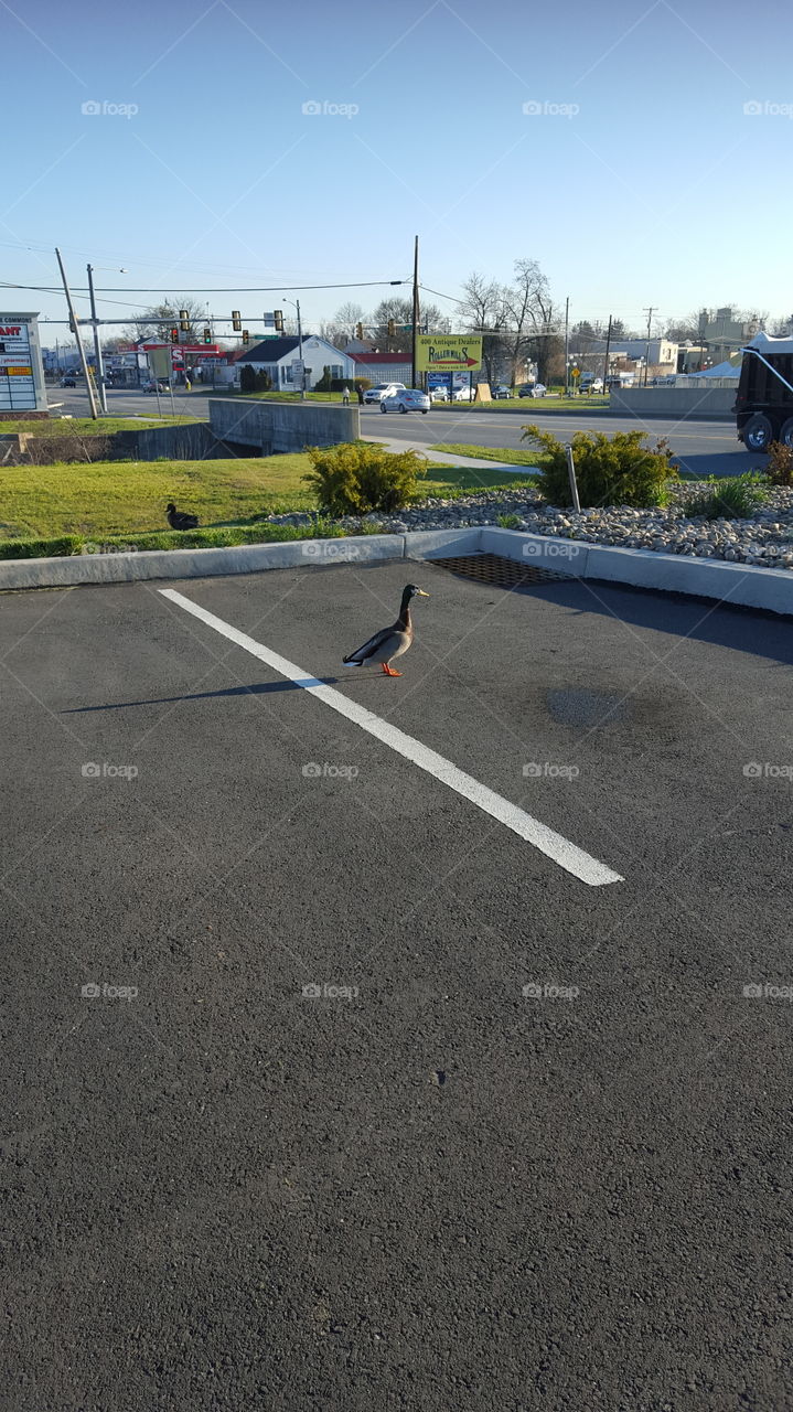 Duck in my parking space