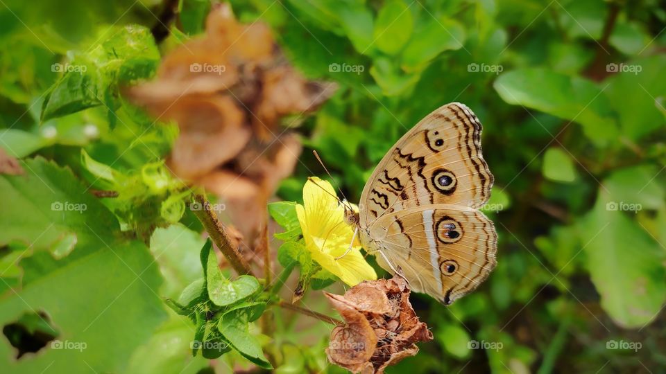 this photo captured in my Redmi Note 7 pro mobile phone.