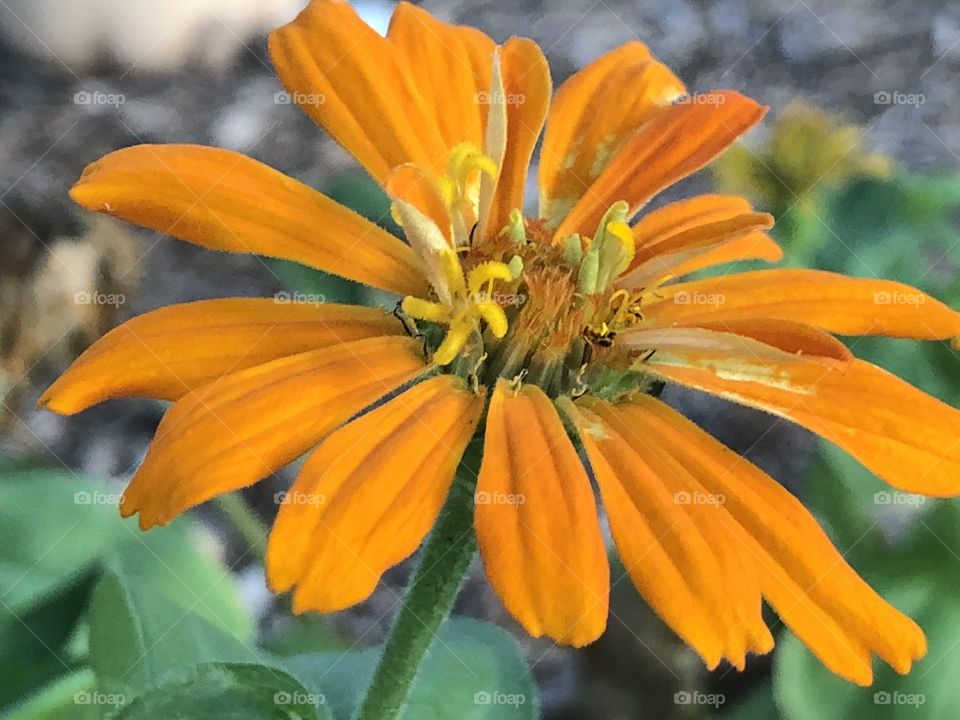 Orange beautiful bloom