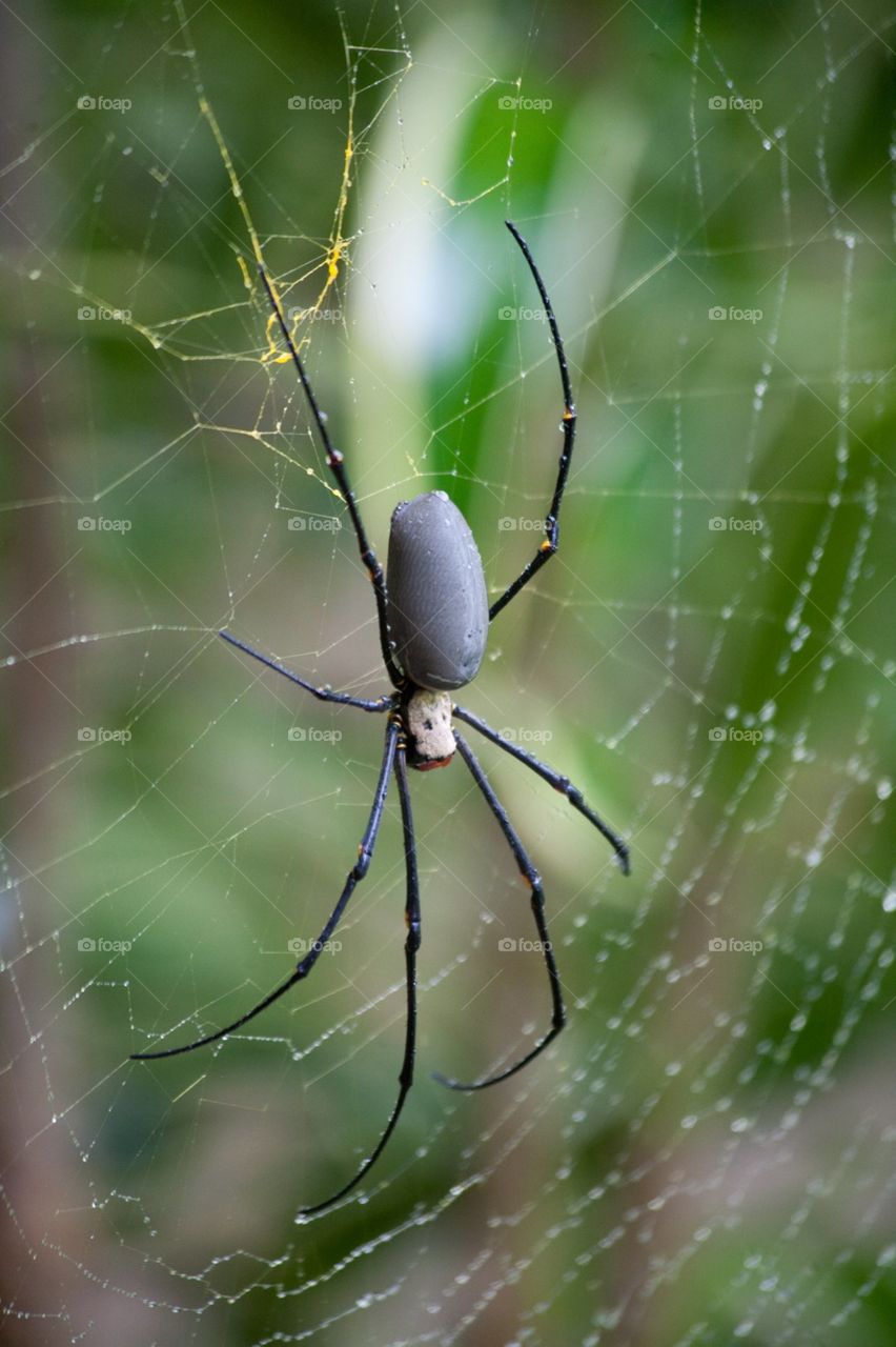 beautiful spider net