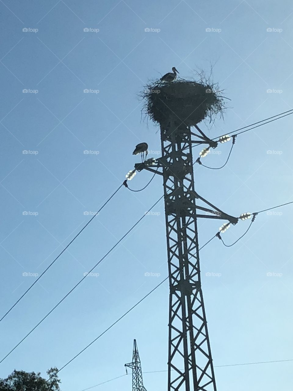 Stork’s Nest on Antenna