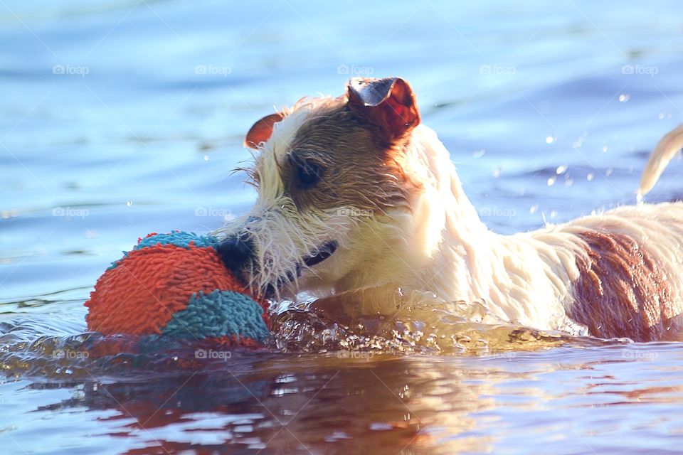 Dog with a toy