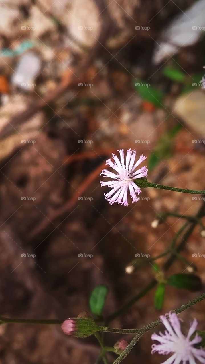 nature speaks, learn to hear.