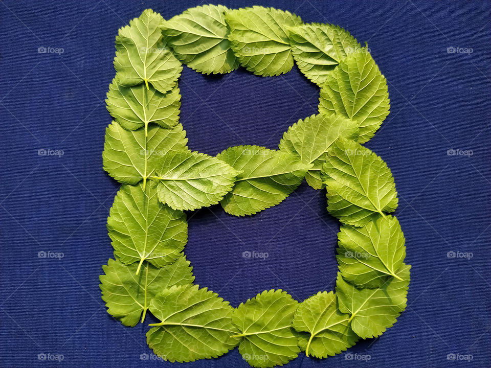 Letter B alphabet made with mulberry Tree Green leaf over blue background