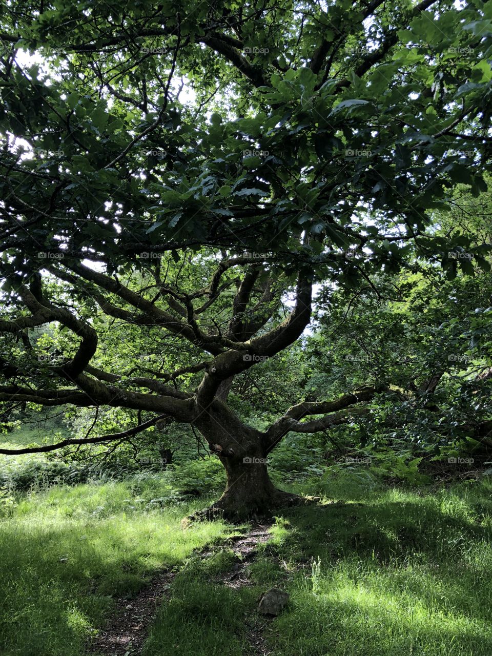 Old tree in Lake District 2018 