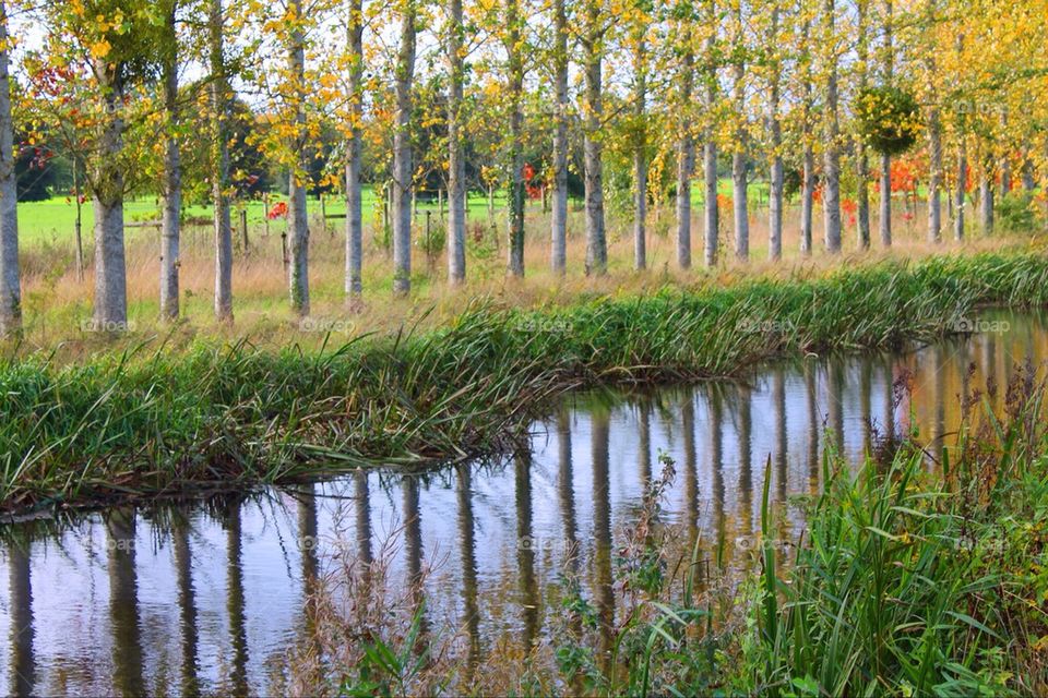 A line of trees