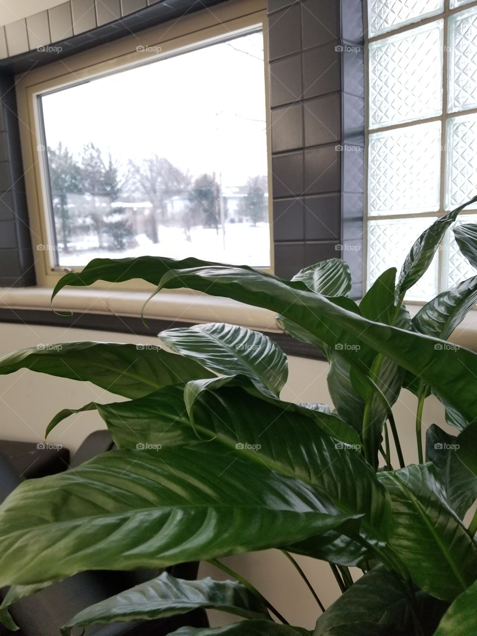 Peace Lily and winter