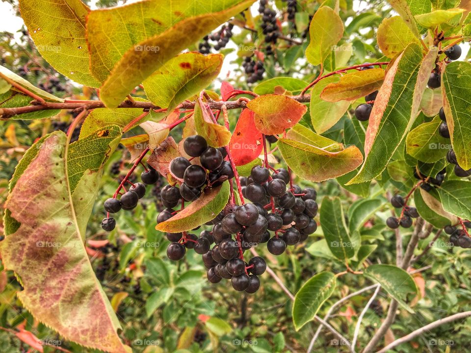 Tree berries! 