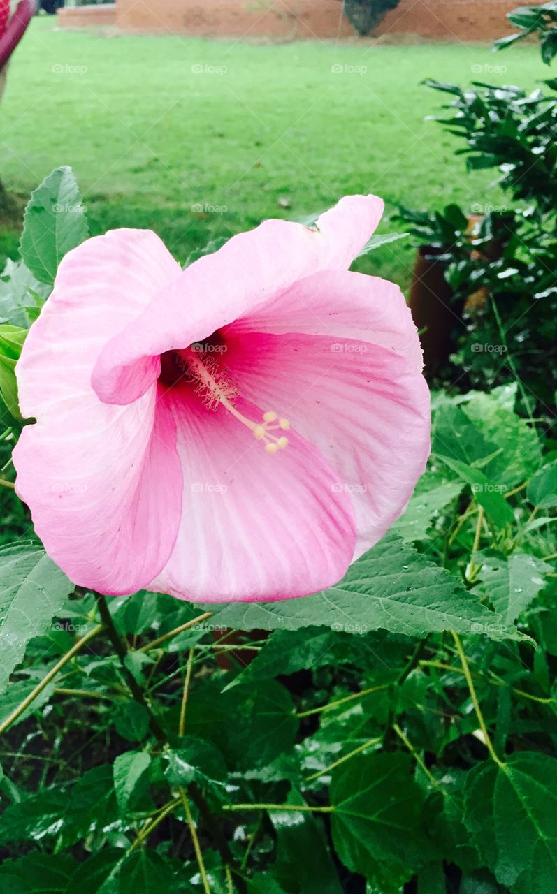 Large  showy hibiscus flower in my yard. 