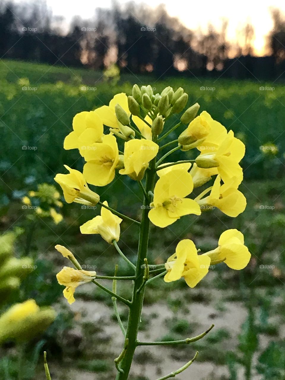 Nature, Flower, Flora, Field, No Person