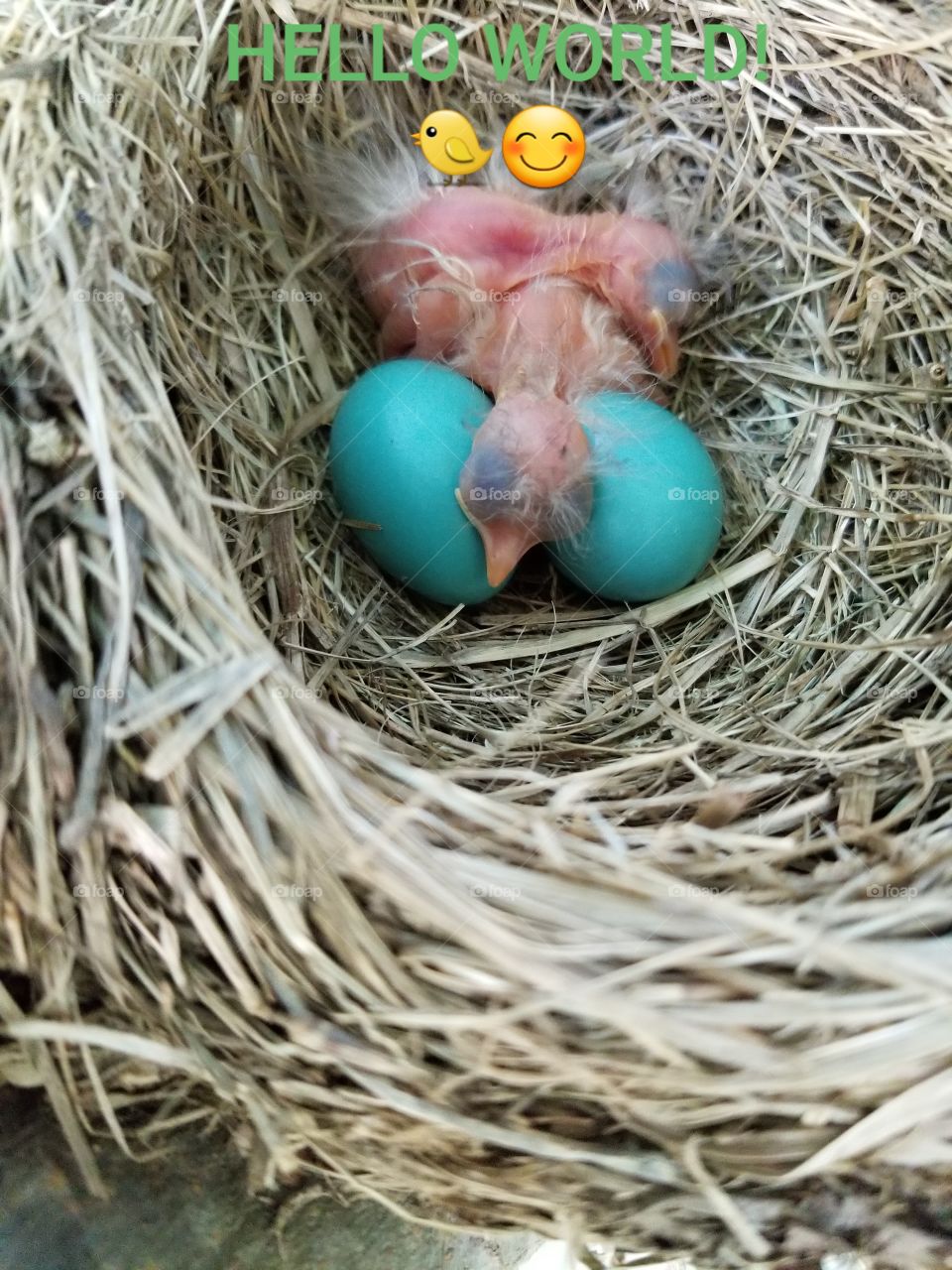 Beautiful blue baby Robin eggs. The first two have hatched and one was saying Hello world! I monitored them until they all but one hatched.