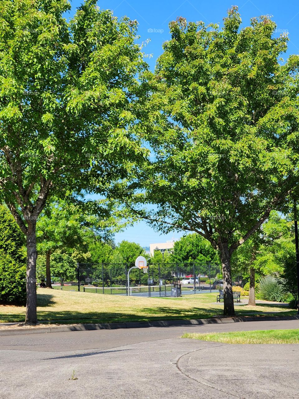 distance view of basketball hoop in Suburban Park surrounded by trees