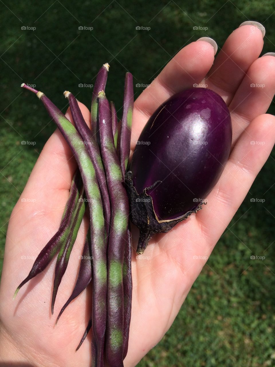 Queen beans and mini eggplant
