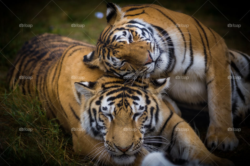 The tigress went up to her beloved tiger and gently laid her head on him, as if flirting with him and waiting for a reciprocal affection