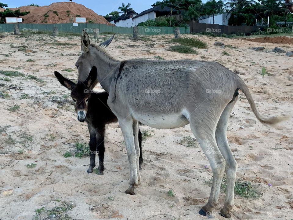 Donkeys mum and daughter 