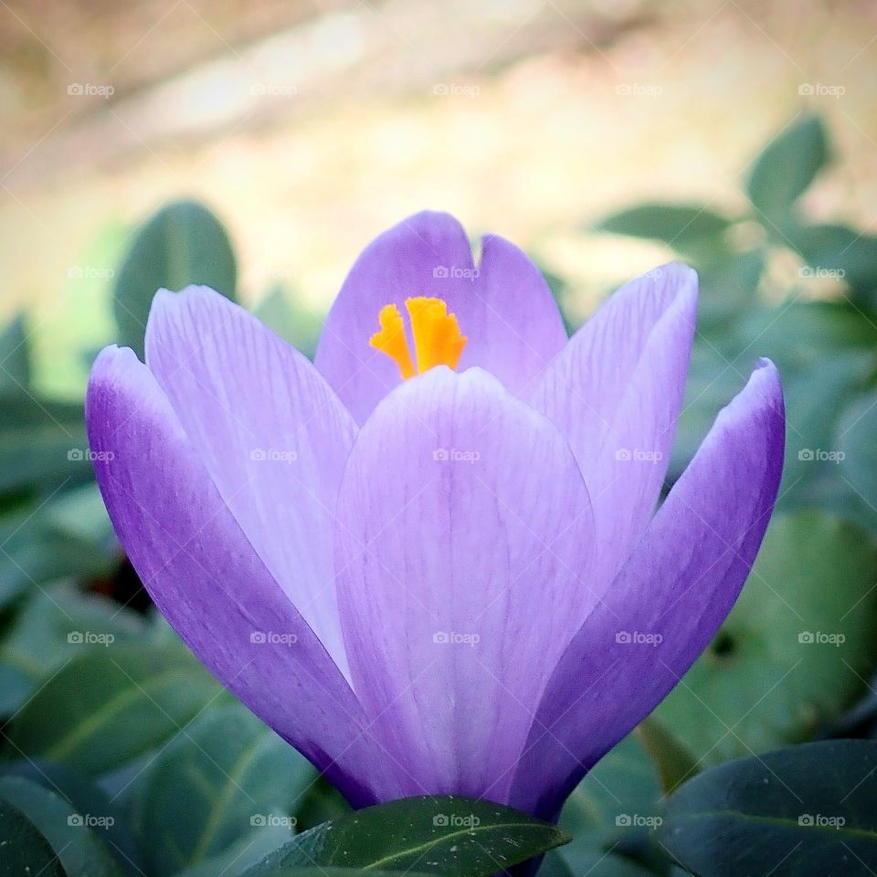 Purple crocus growing in backyard flower garden in spring