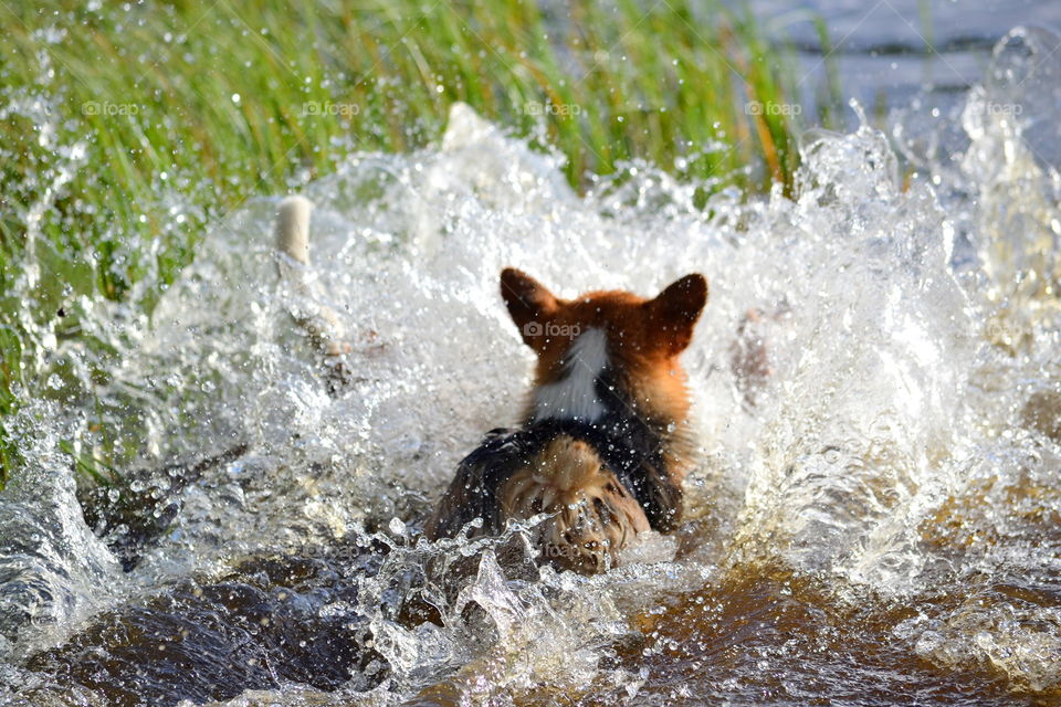 Dog jumping into the water