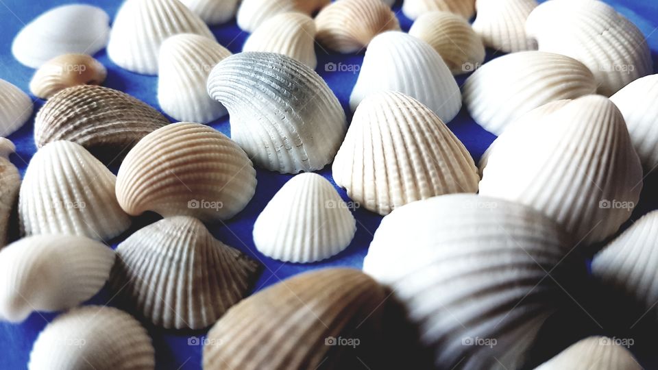 Nice colourful shells