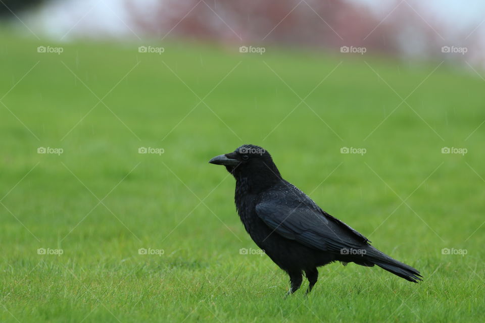 A black crow portrait with a grass background.