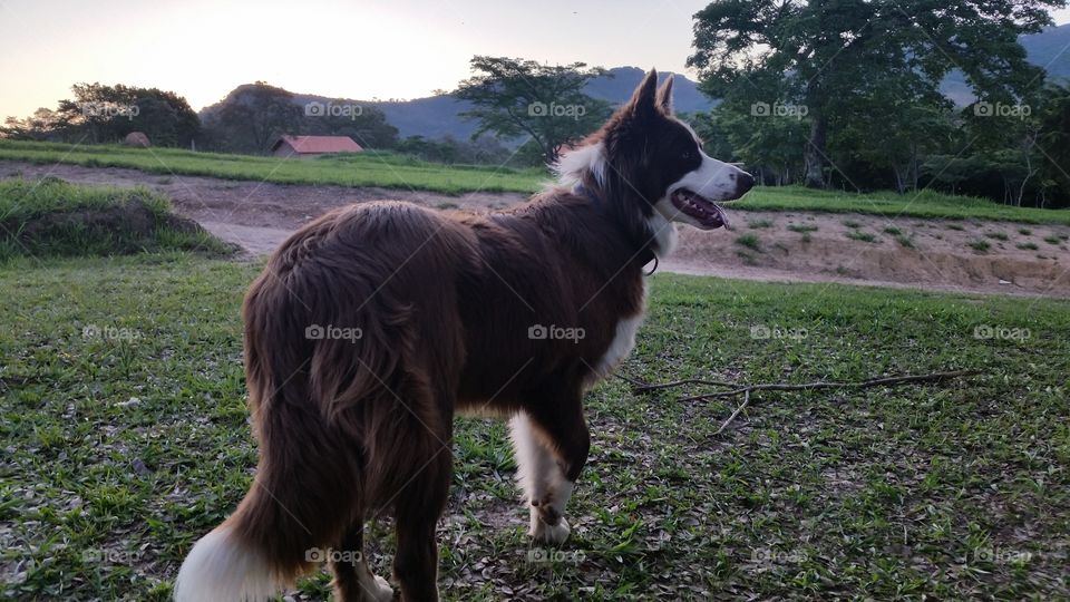 cachorro