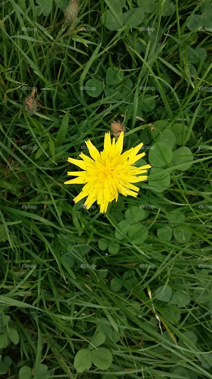 Yellow wild flower
