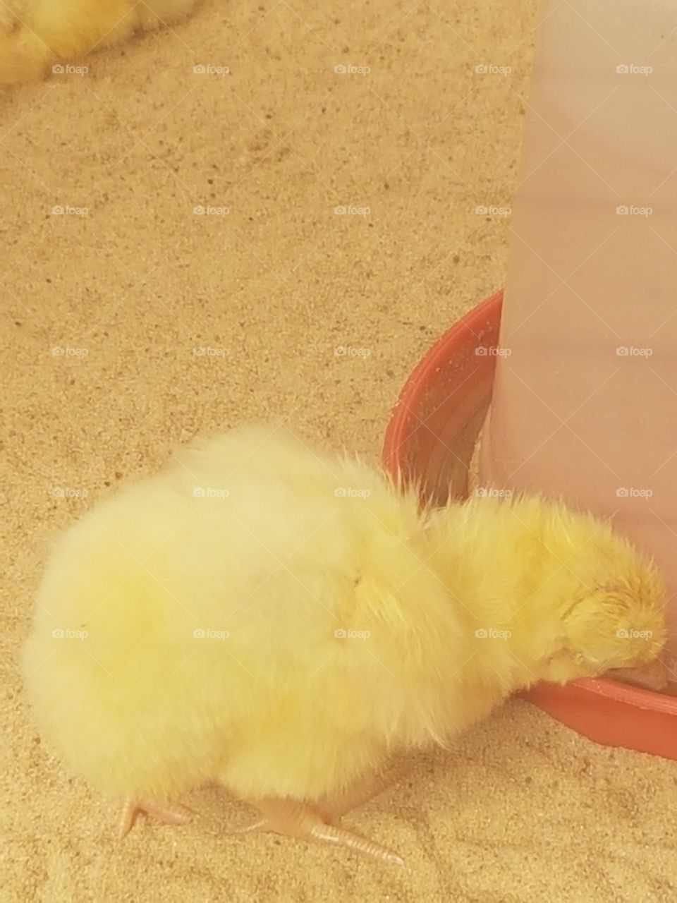 Chicky eating or drinking that's the question?